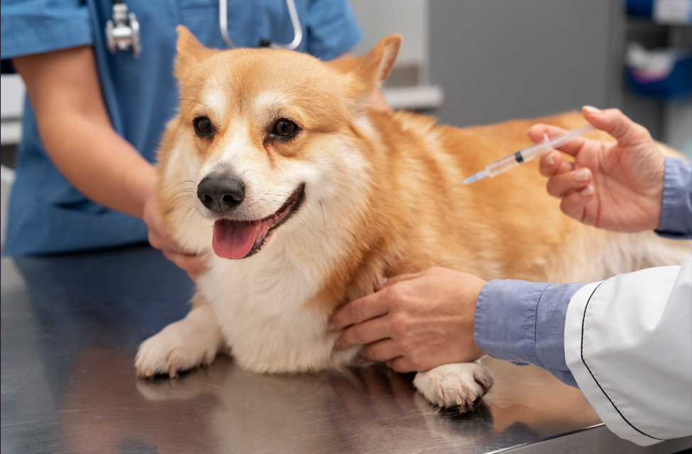 Köpeklerde Aşı Takvimi: Yaşa Göre Zorunlu ve Tavsiye Edilen Aşılar